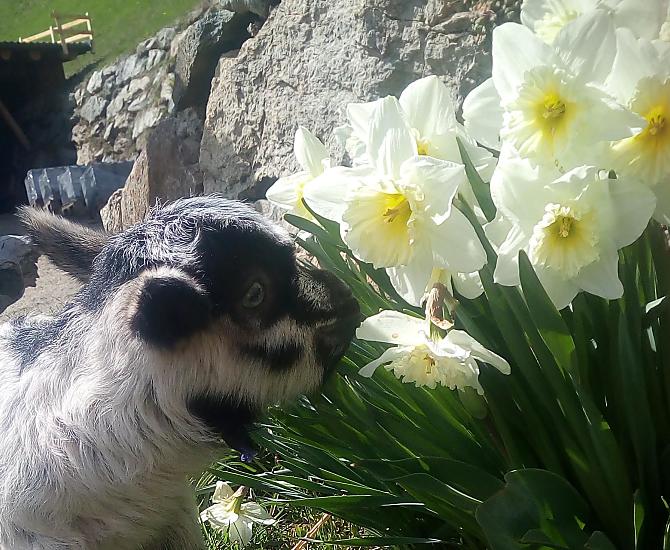 Ondeugend geitje op de boerderij.