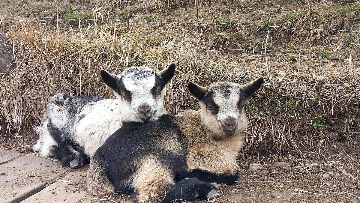 Kleine geitjes, ze worden in het voorjaar geboren en zijn in de zomer op de alm.