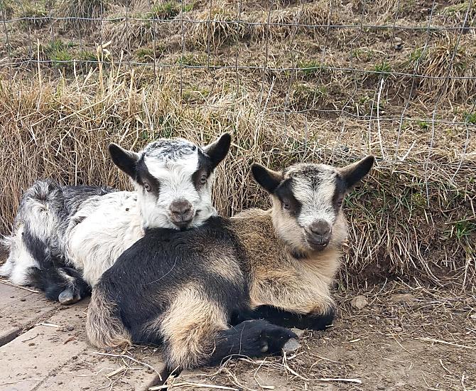 Kleine geitjes, ze worden in het voorjaar geboren en zijn in de zomer op de alm.
