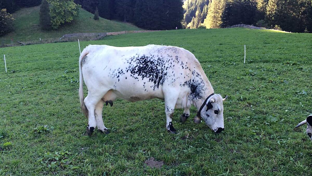 Onze Pustertaler Sprinzen