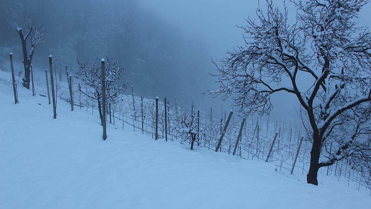 Trisaierhof - gallery Photo