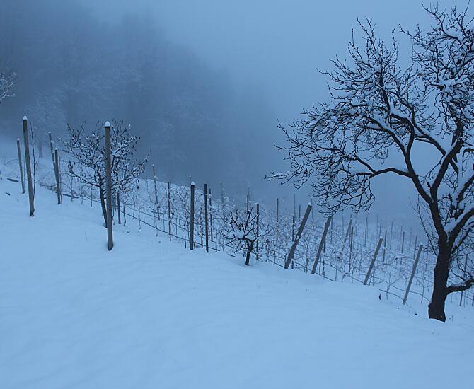 Trisaierhof - gallery Photo