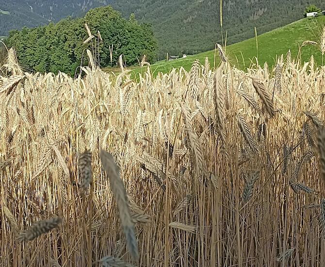 Trisaierhof - gallery Photo