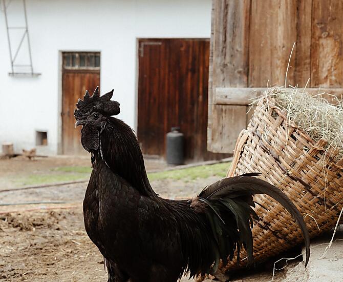 Kleineggerhof - gallery Photo