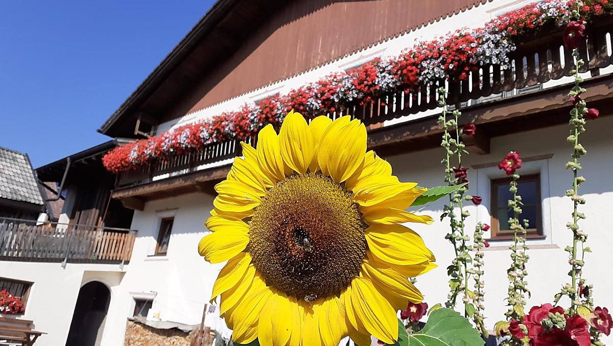 Schopferhof - Galleria fotografica Photo