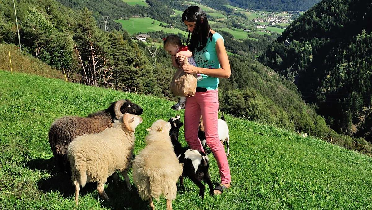Kom samen met uw kinderen in contact met onze schapen en geiten in de wei of bekijk ze vanaf uw balkon. Help mee met het voederen! 