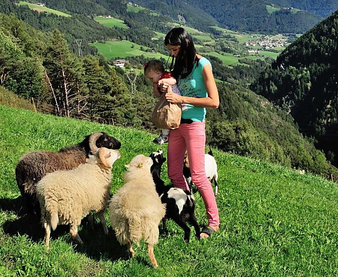 Kom samen met uw kinderen in contact met onze schapen en geiten in de wei of bekijk ze vanaf uw balkon. Help mee met het voederen! 