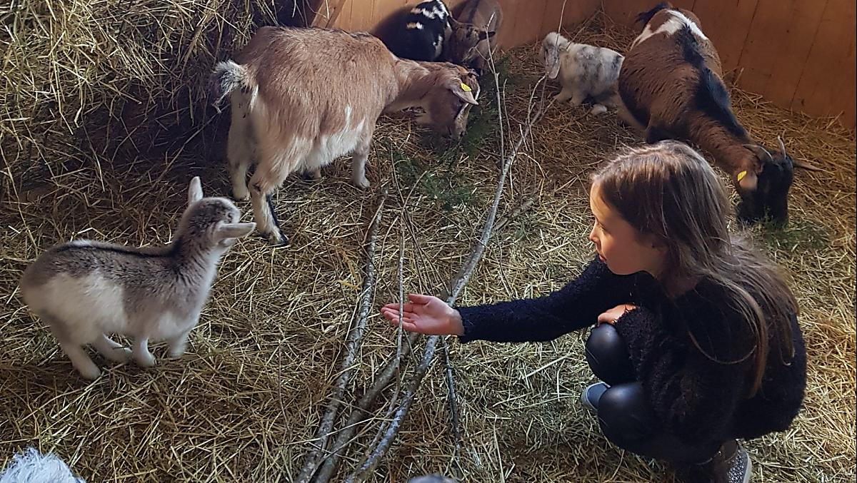 Onze Julia is, net als wij, erg begaan met het welzijn van de dieren. Gaat het goed met de nakomelingen? Is de stal schoon? Is er genoeg voer?