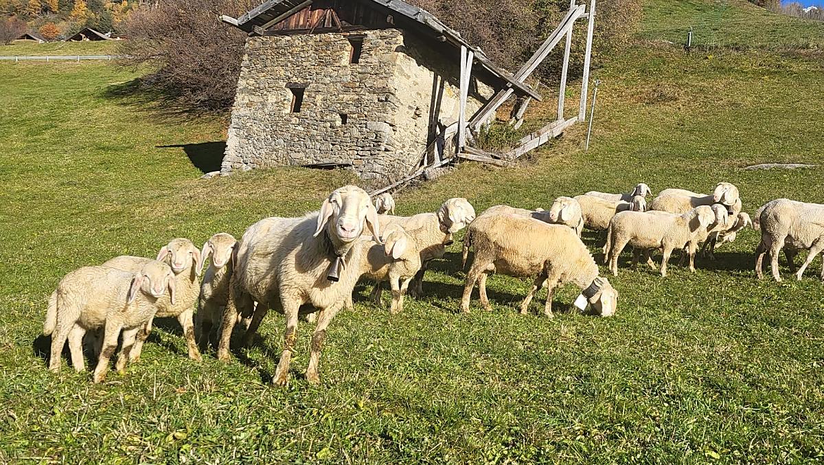 De schapen zijn in de herfst thuis