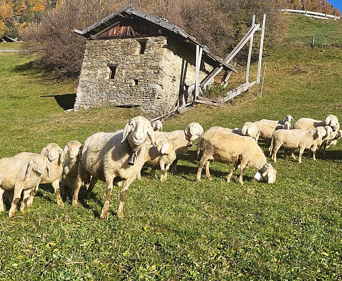 De schapen zijn in de herfst thuis