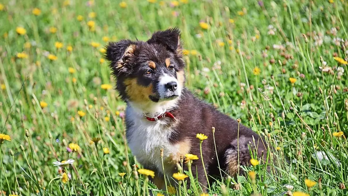 Boerderijhond Lotta