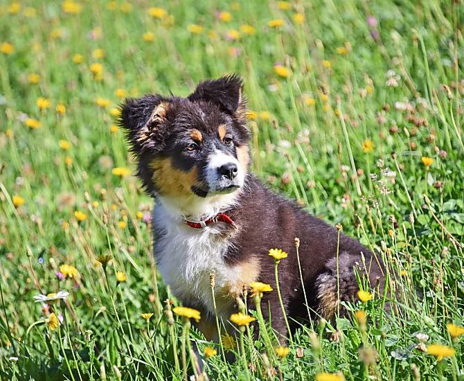 Boerderijhond Lotta