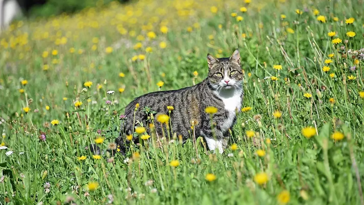 Onze kater Sigi