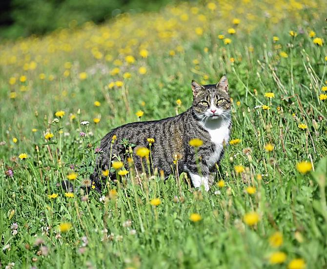 Onze kater Sigi