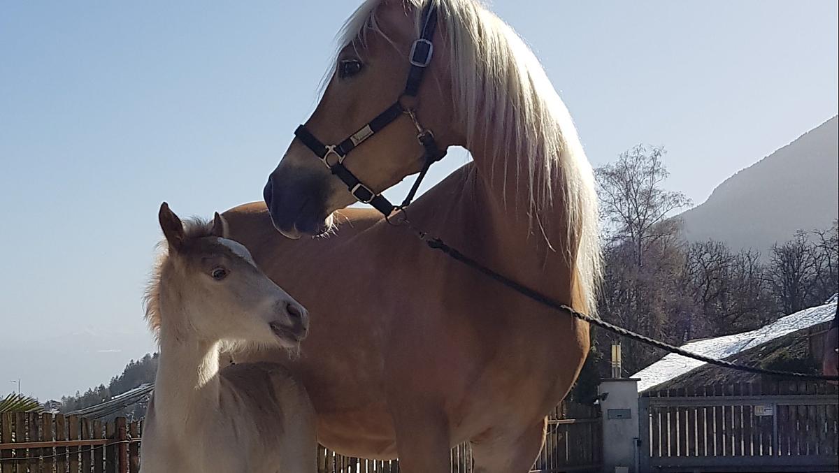 Aangezien wij een kleine Haflingerfokkerij runnen, zijn er bijna elk jaar nakomelingen op de boerderij.