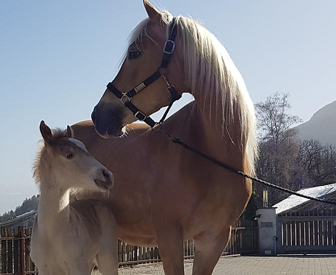 Aangezien wij een kleine Haflingerfokkerij runnen, zijn er bijna elk jaar nakomelingen op de boerderij.