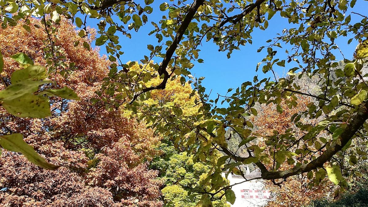 Herfstsfeer in onze tuin, grenzend aan kasteel Ansiedl