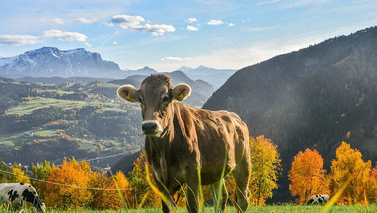 Telfnerhof - Galleria fotografica Photo