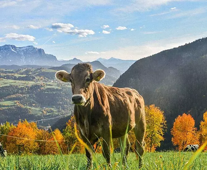 Telfnerhof - Galleria fotografica Photo