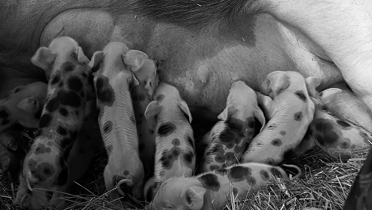 Trotnerhof - Galleria fotografica Photo