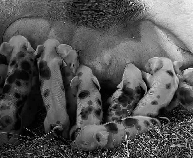 Trotnerhof - Galleria fotografica Photo