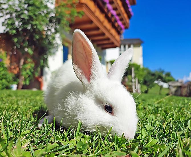 Voor de kinderen is er een knuffelboerderij met konijnen en cavia's.