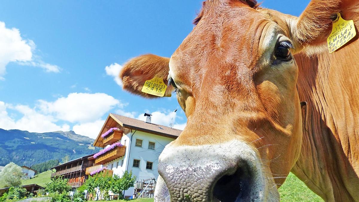 Onze Luisa geniet van de zon op de weide voor onze boerderij.