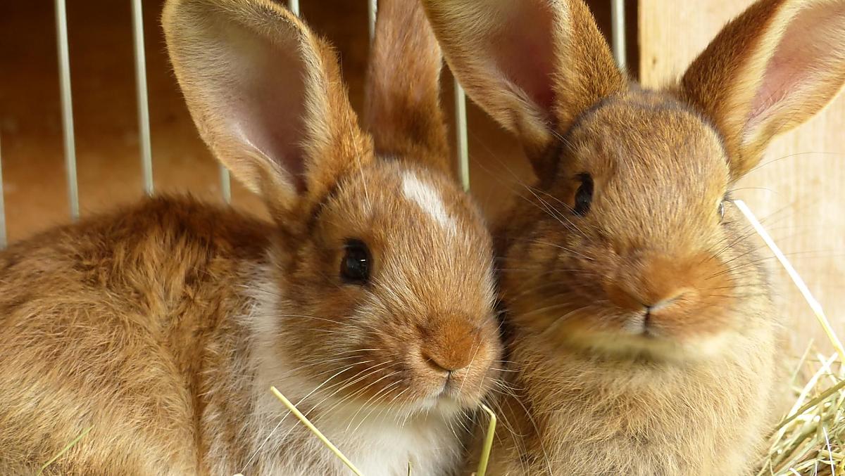 Voor de kinderen is er een knuffelboerderij met konijnen en cavia's.