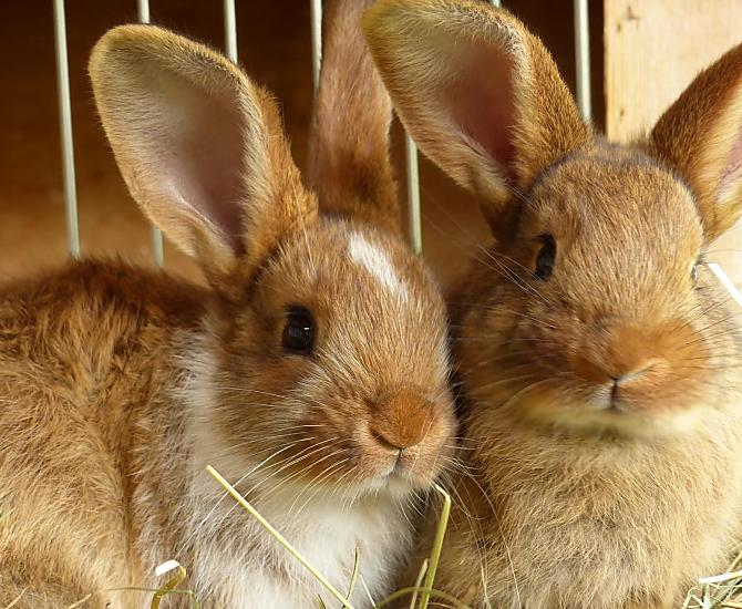 Voor de kinderen is er een knuffelboerderij met konijnen en cavia's.