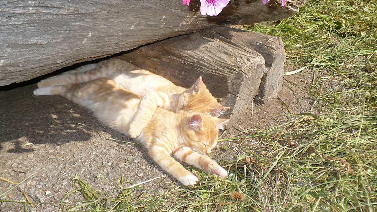 Jonge katjes