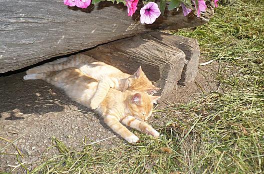 Jonge katjes