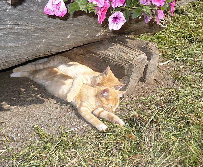 Jonge katjes