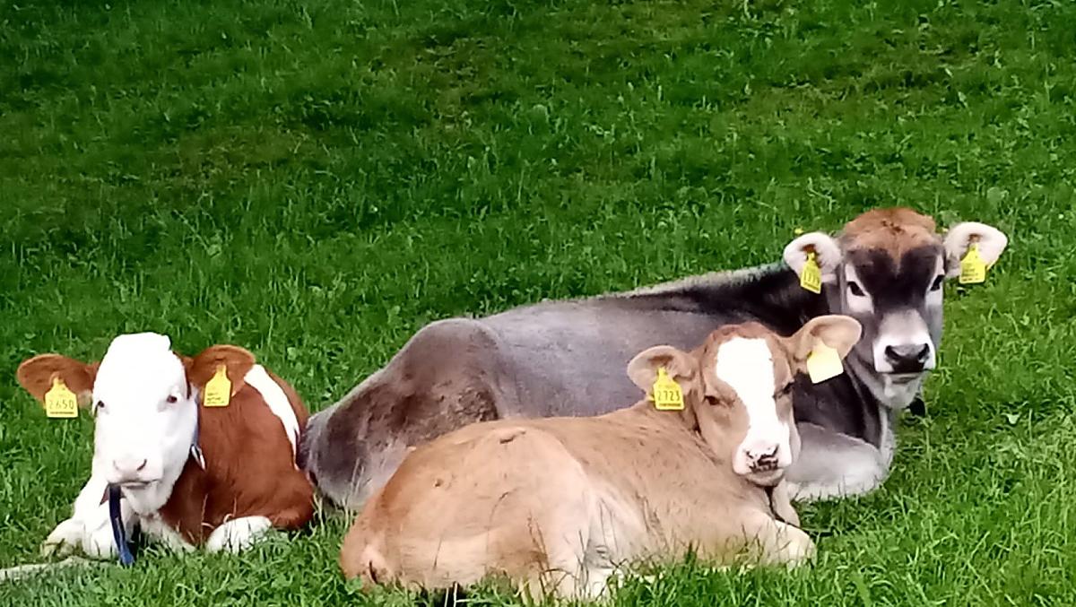 Kalveren genieten van de eerste zonnestralen in de wei
