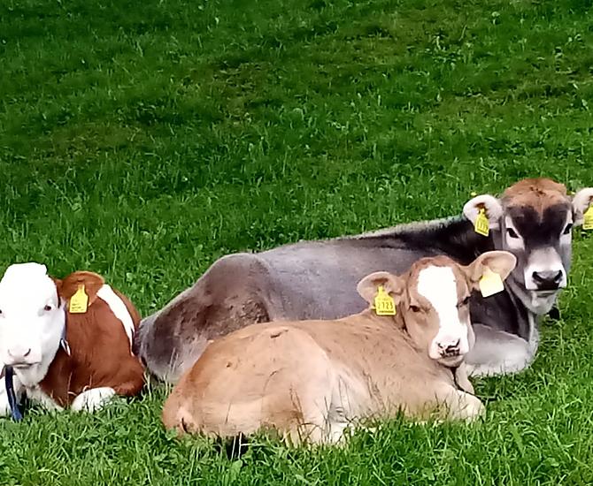 Kalveren genieten van de eerste zonnestralen in de wei