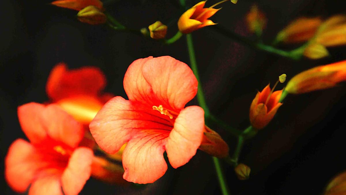 Bloesems omringen onze boerderij