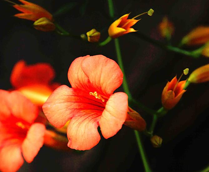 Bloesems omringen onze boerderij