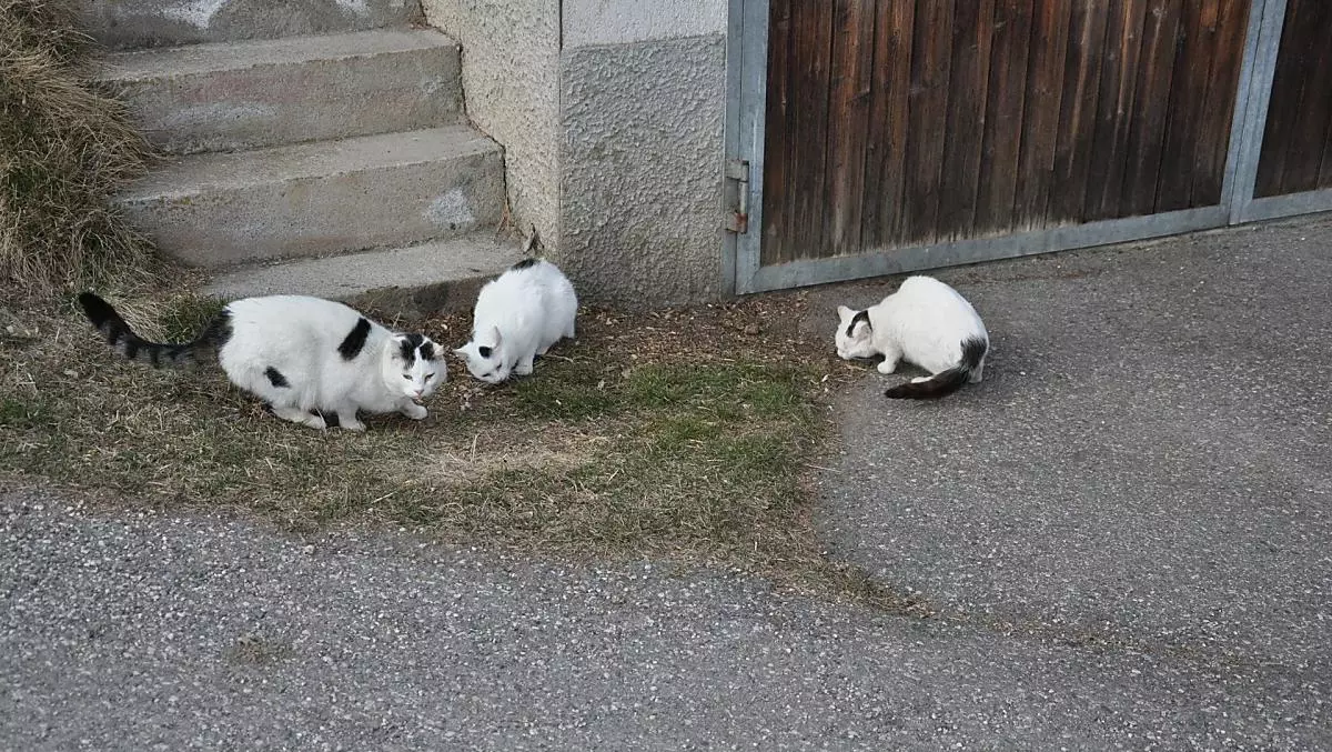 Onze katten