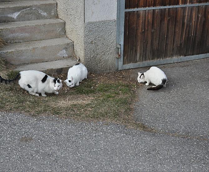 Onze katten