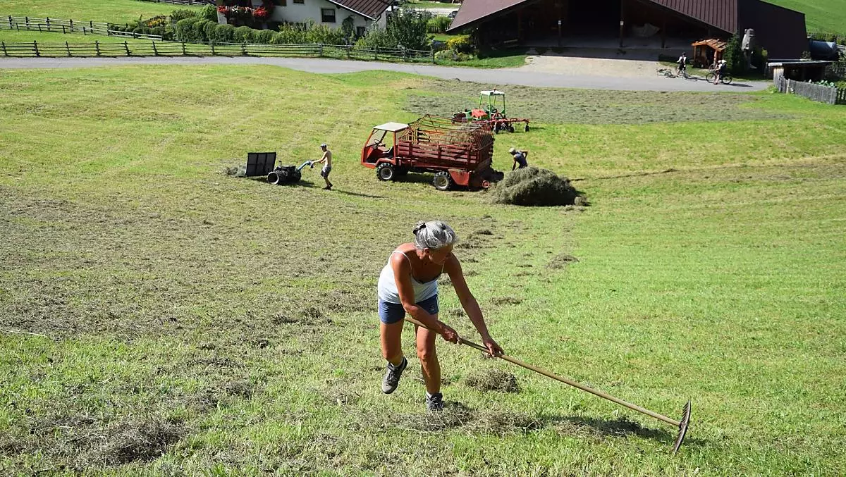 Hooiwerk in de zomer