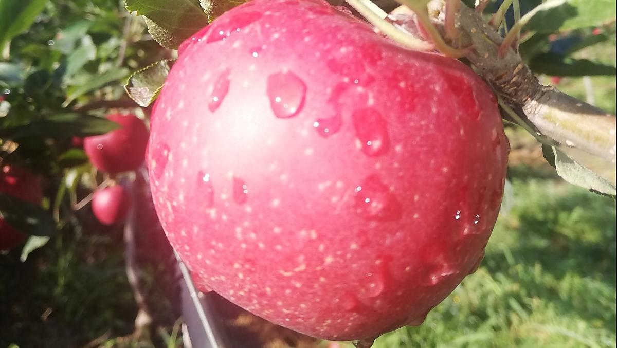 Afhankelijk van het seizoen, fruit uit eigen tuin