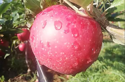 Afhankelijk van het seizoen, fruit uit eigen tuin