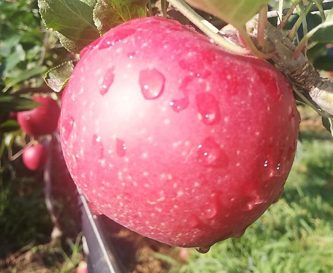 Afhankelijk van het seizoen, fruit uit eigen tuin