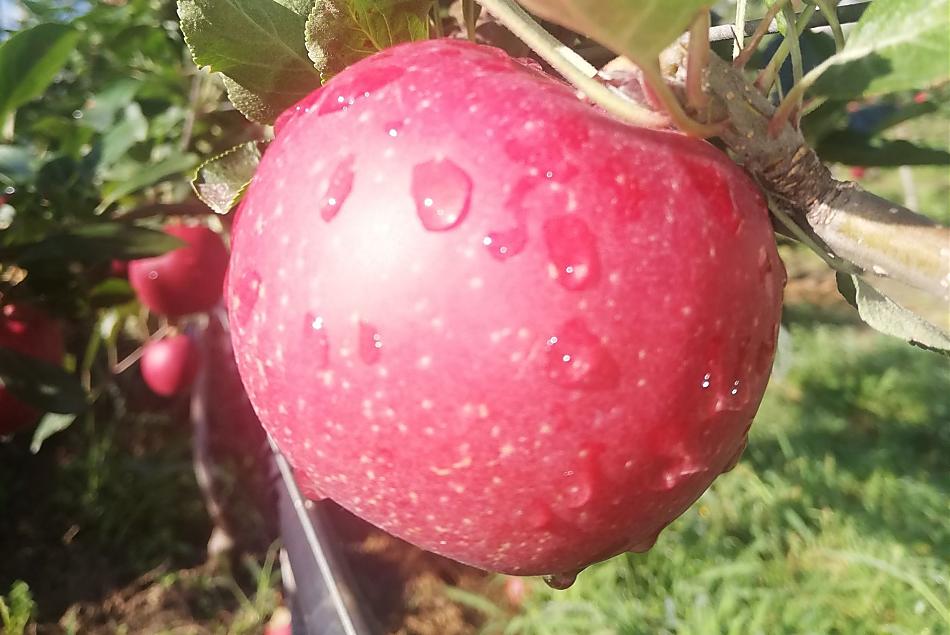 Afhankelijk van het seizoen, fruit uit eigen tuin