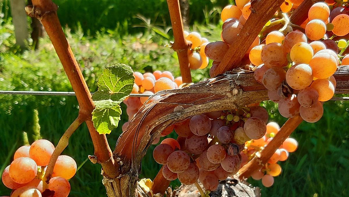Onze Gewürztraminer