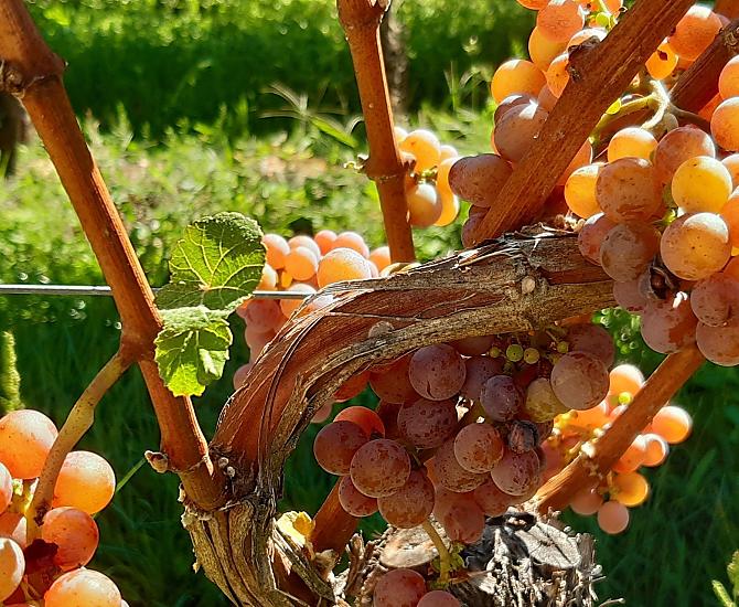 Onze Gewürztraminer