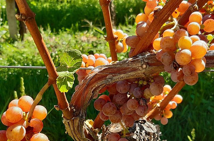 Onze Gewürztraminer