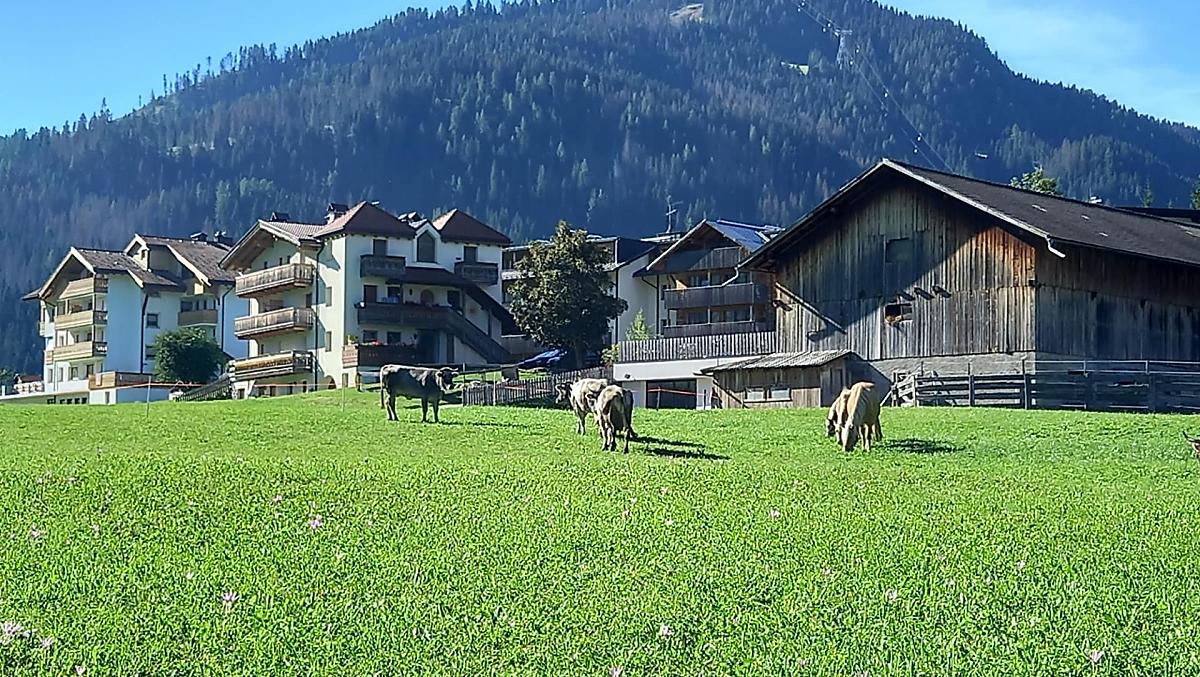 Het vakantiehuis naast de stal en de dieren in de wei.