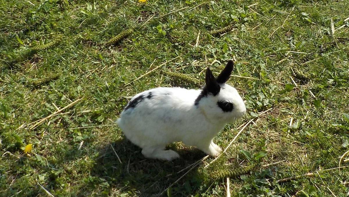 Konijntje White