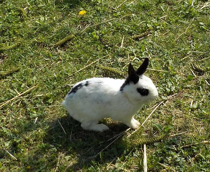 Konijntje White
