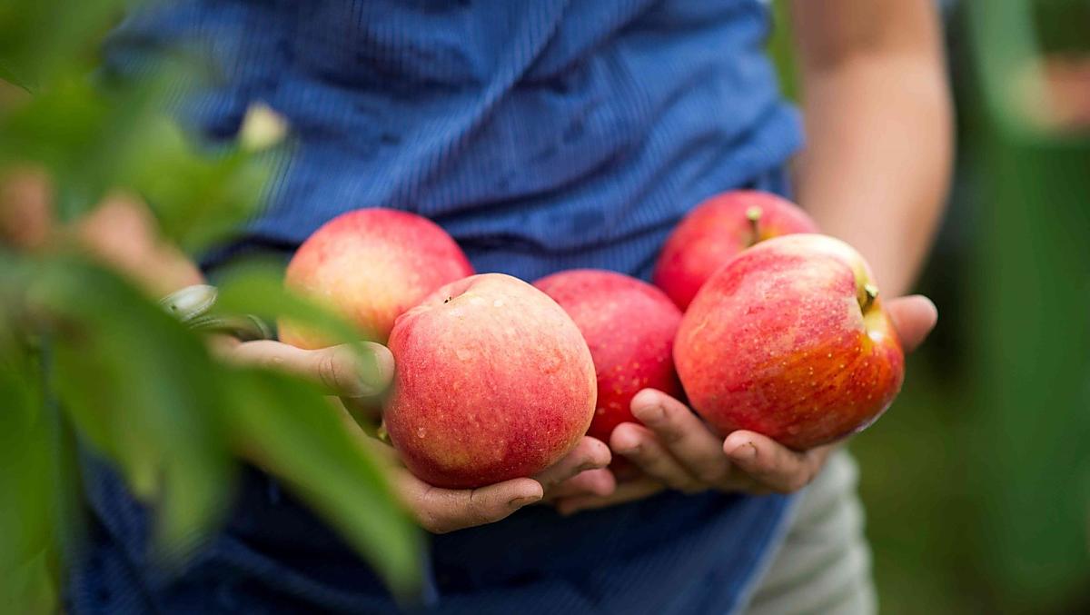 Verse appels